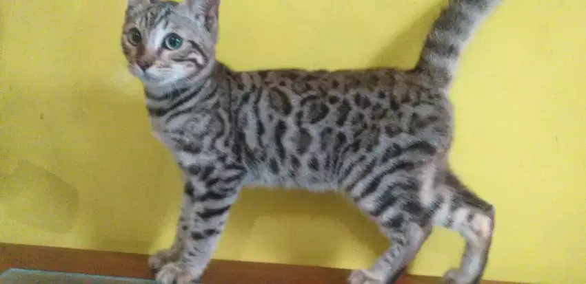 Kucing loreng loreng