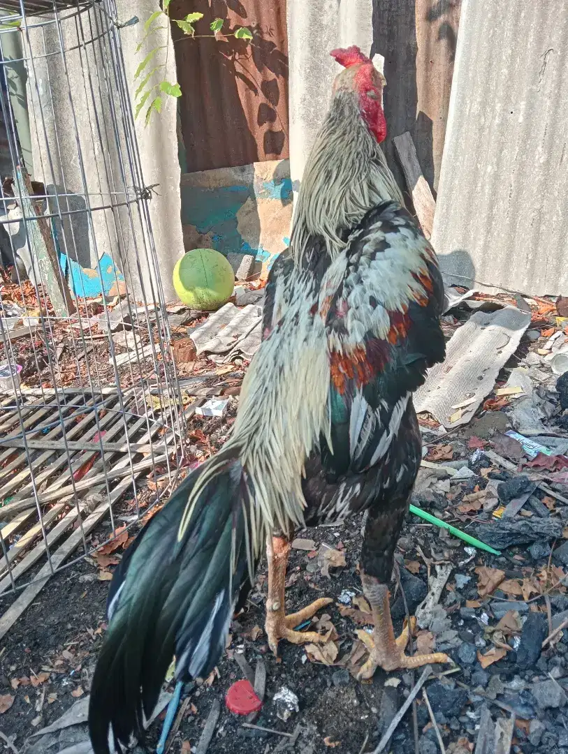 Ayam.bangkok widu linjik 6