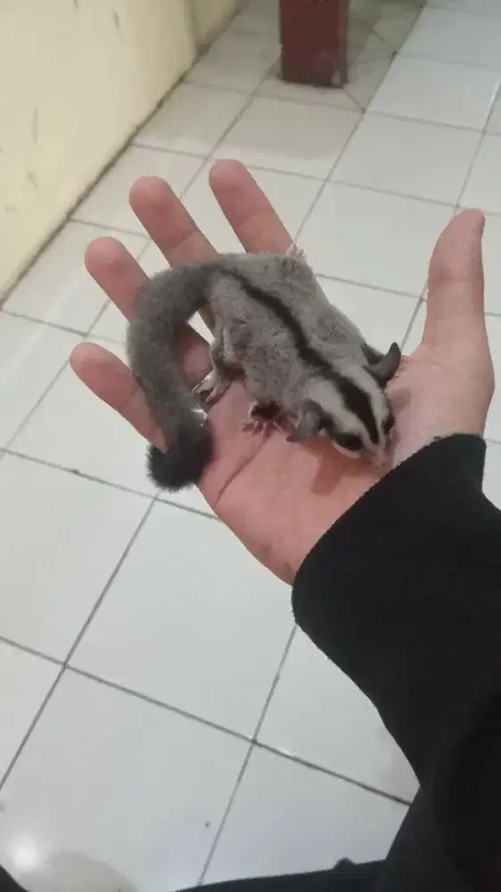 Sugar glider classic grey anakan