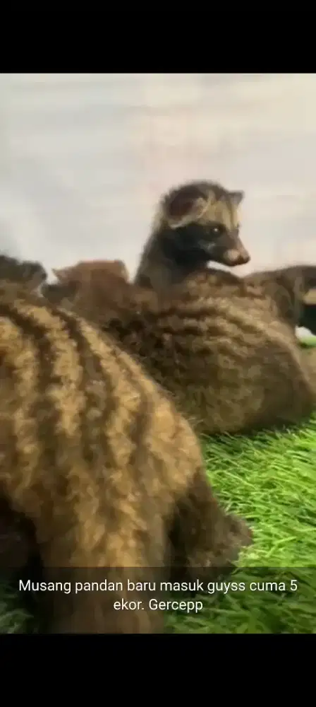 Musang pandan baby lucu