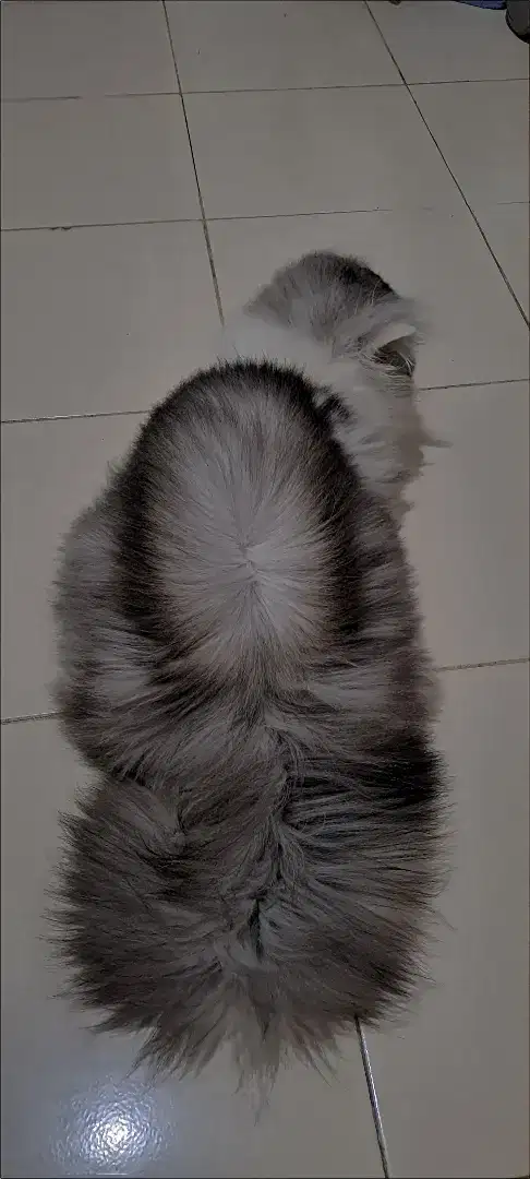 LA kucing peaksone jantan (BS BESANAN atau PACAK 150K)