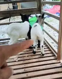 sepasang anakan kambing mini peranakan pygmi 3 bulanan TB 30cm exotik