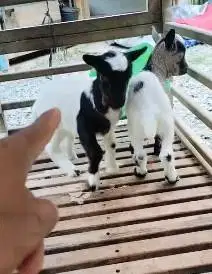 sepasang anakan kambing mini peranakan pygmi TB 30cm 3 bln exotik unik