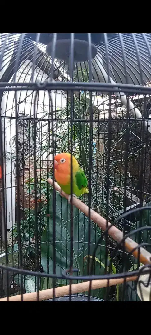 Lovebird mata air/putih langka