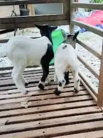sepasang anakan kambing mini peranakan pygmi F3 3 bln exotik unik lucu