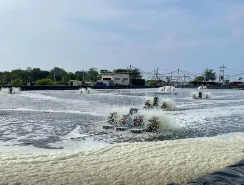 TANAH MURAH DI PALANG TUBAN