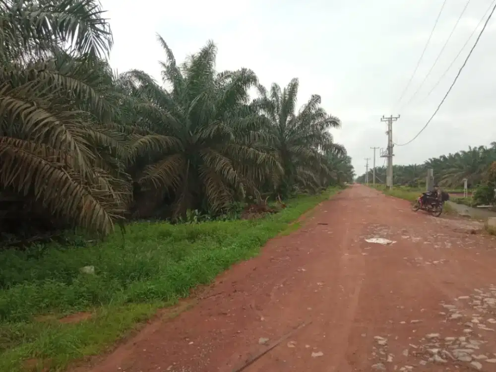 Pemanen kelapa sawit