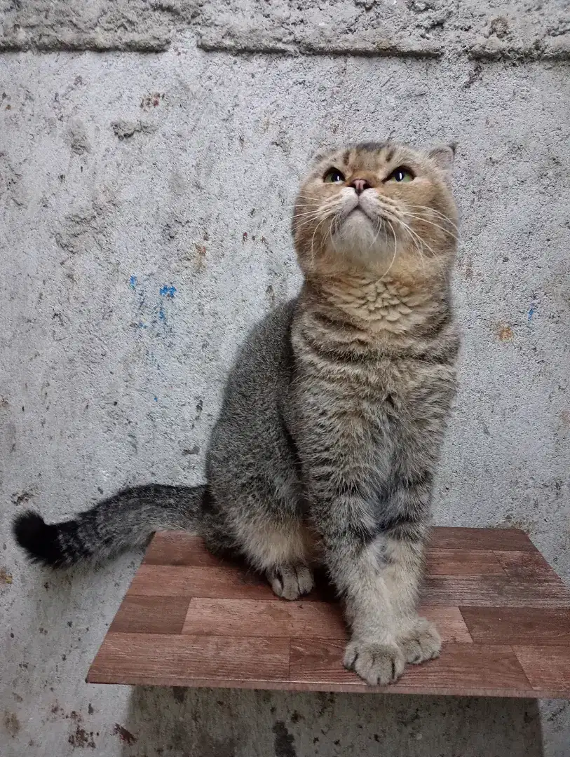 Scottish fold jantan