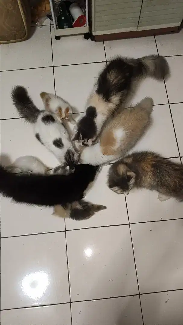 Kucing Persia Anggora