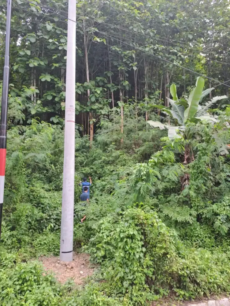 Jual Kebun jati produktif tinggal panen.