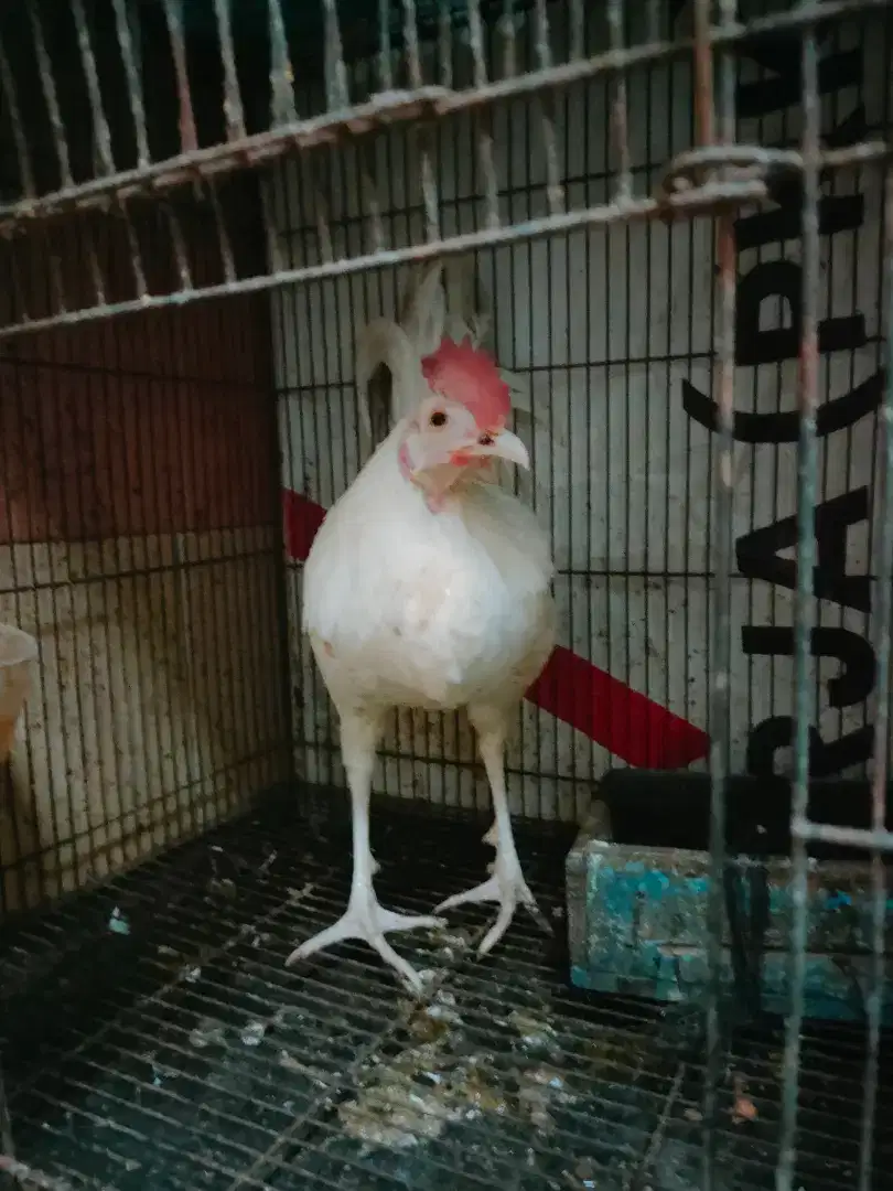 Ayam bekisar putih bocor dikit umur 7 bulan