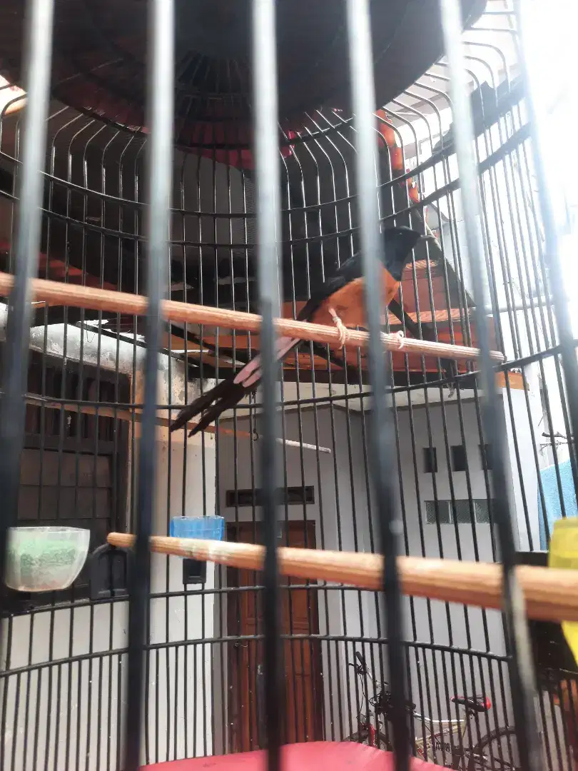 Muray batu F2Larwo X hutan prestasi