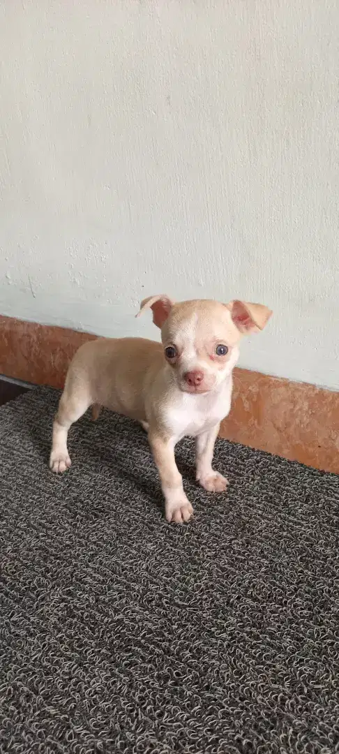 Chihuahua pure Non STB
