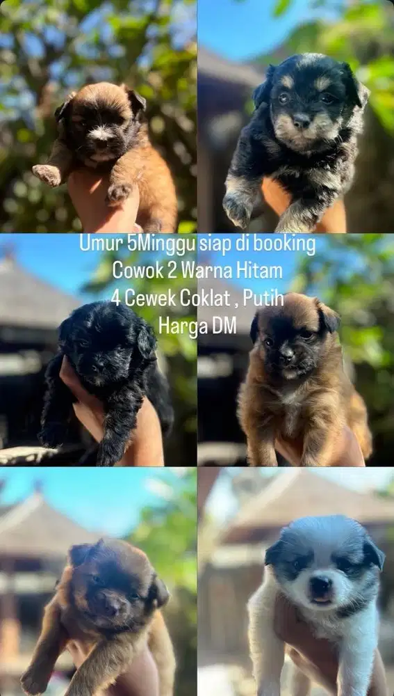 Anjing Pomeranian mix