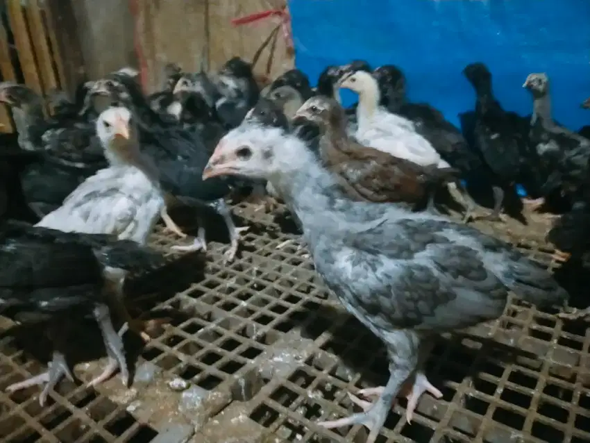 Ayam kampung  umur 1 bulan