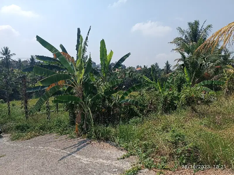 Tanah kavling untuk rumah tinggal di Desa Subamia Tabanan