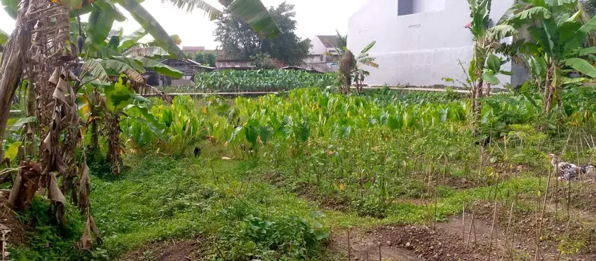 Dekat Superindo Ciomas Tanah Kavling Strategis free SHM