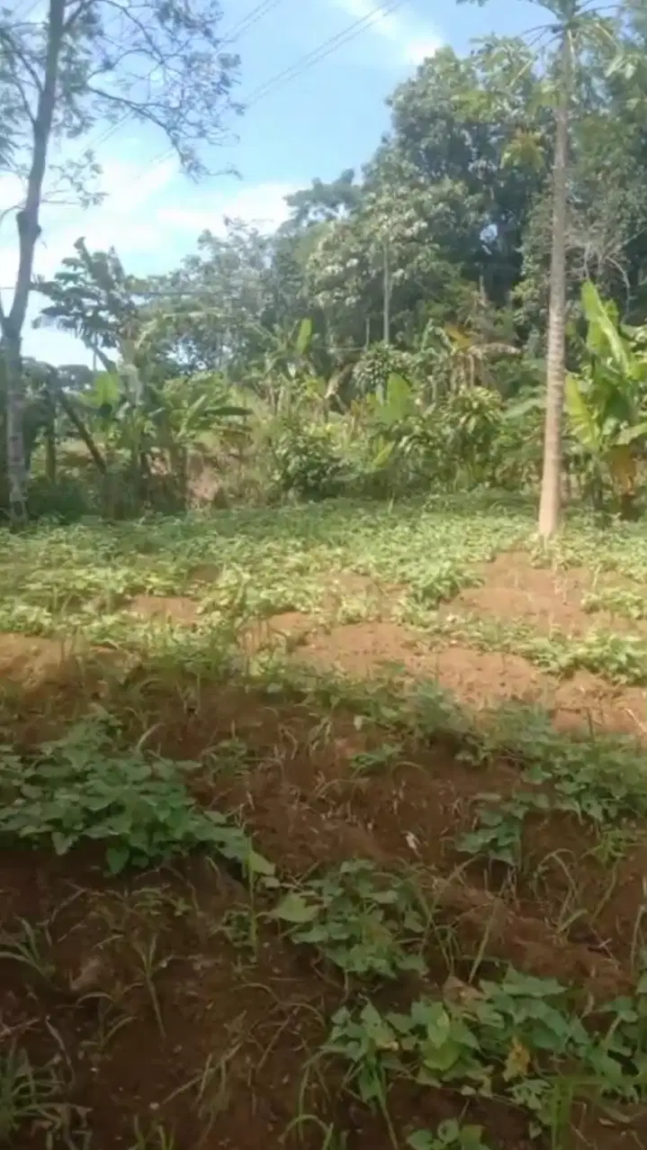 Tanah Darat di Desa Cimande, Caringin, Bogor