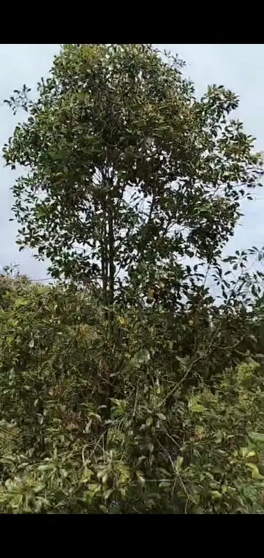 Ayo investasi kebun murah singaraja