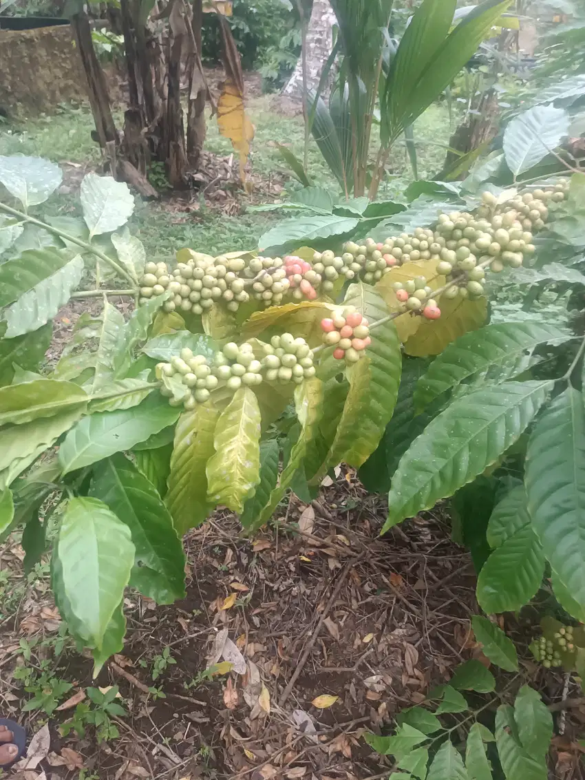 Kebun Kopi Produktif di Pesagi Penebel Tabanan