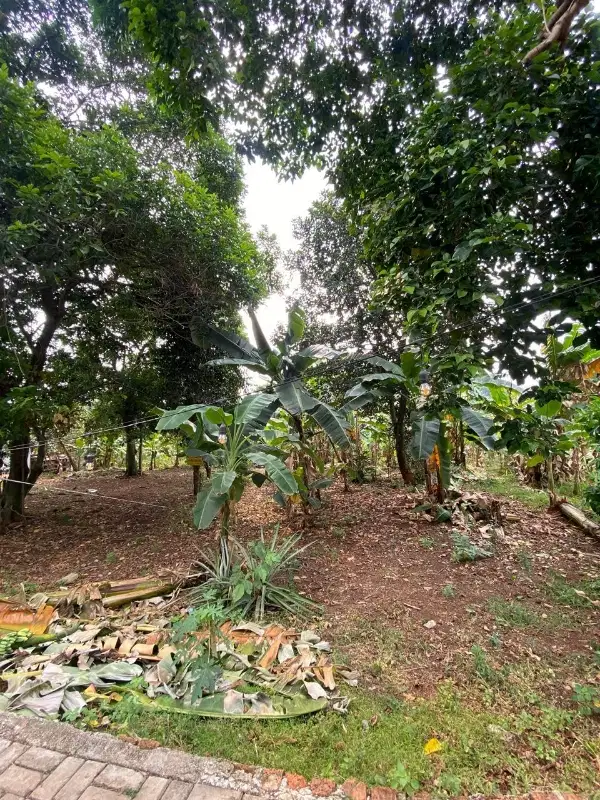 DIJUAL TANAH DEPOK BELAKANG UNIVERSITAS INDONESIA