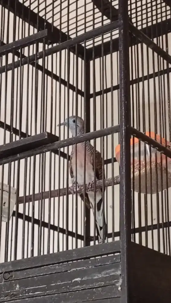 Perkutut Bangkok muda