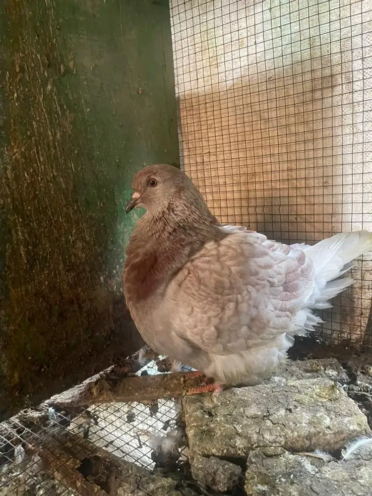 Merpati hias mondain betina