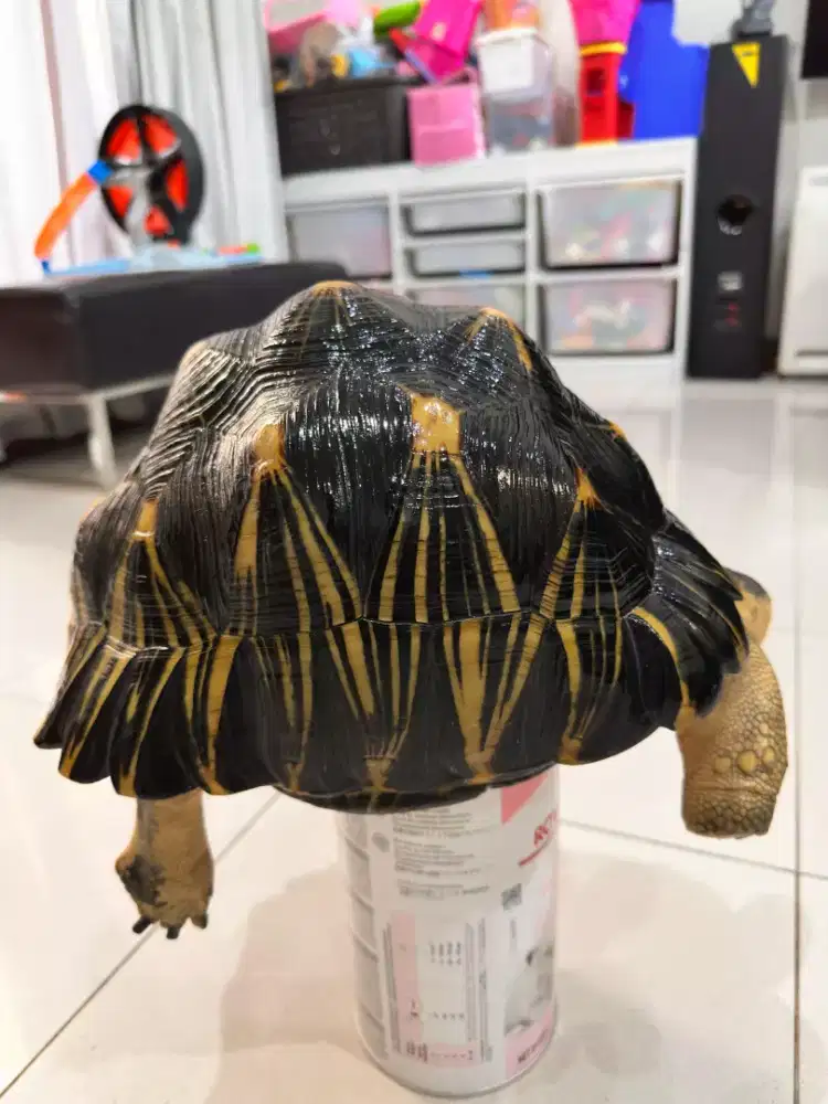 tortoise radiata / kura kura radiata