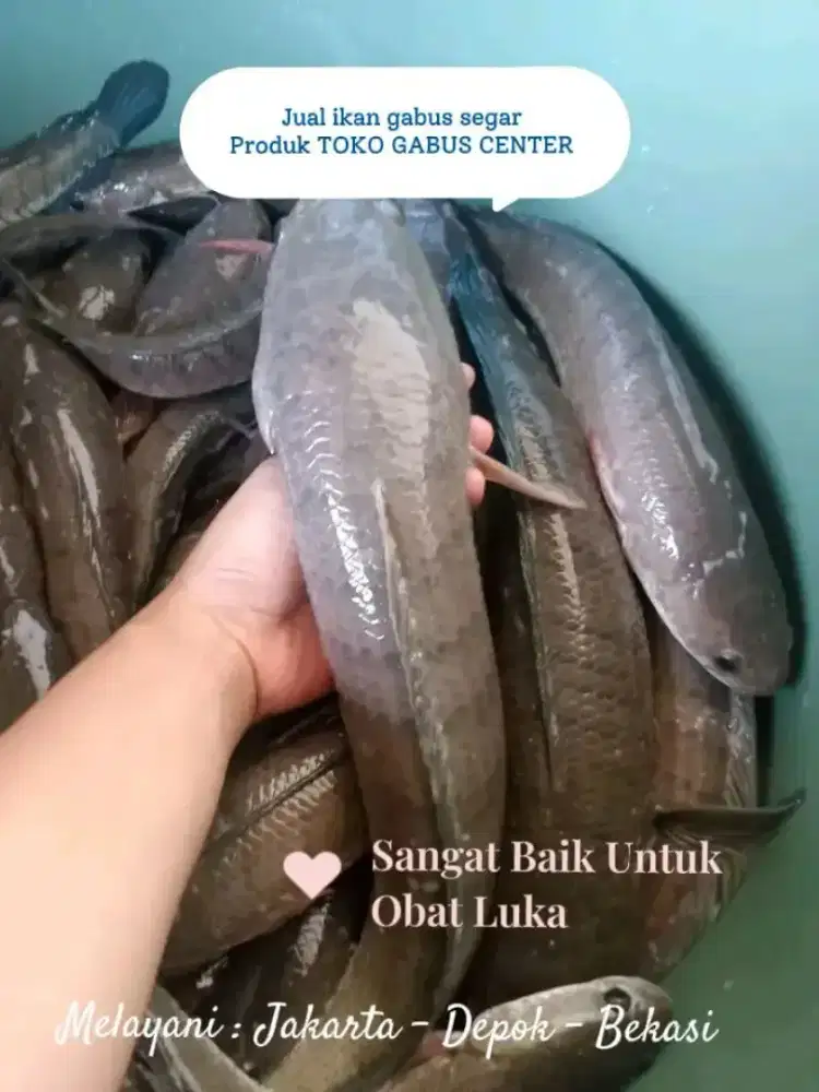 Tersedia ikan gabus segar obat luka