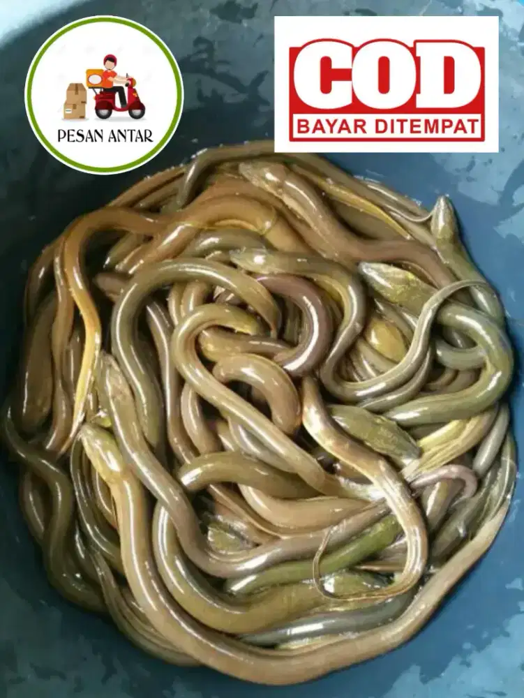 Kuliner kaya gizi belut konsumsi