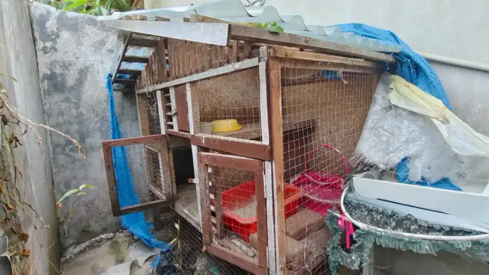 Kandang hewan siapa cepat