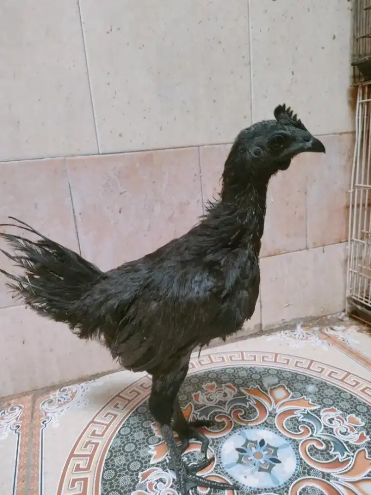 Ayam cemani lidah hitam jantan umur 5 bulanan lebih