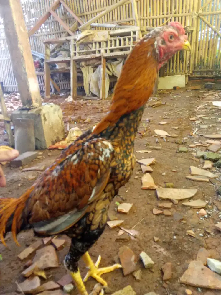Ayam Bangkok klasik