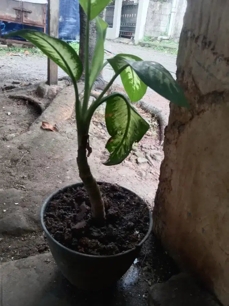 Jual bunga bertuah adem banget bagus