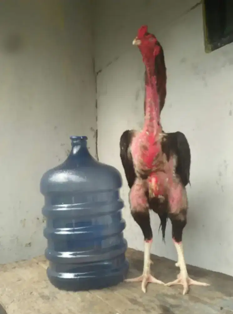 Ayam Jerman Big Size