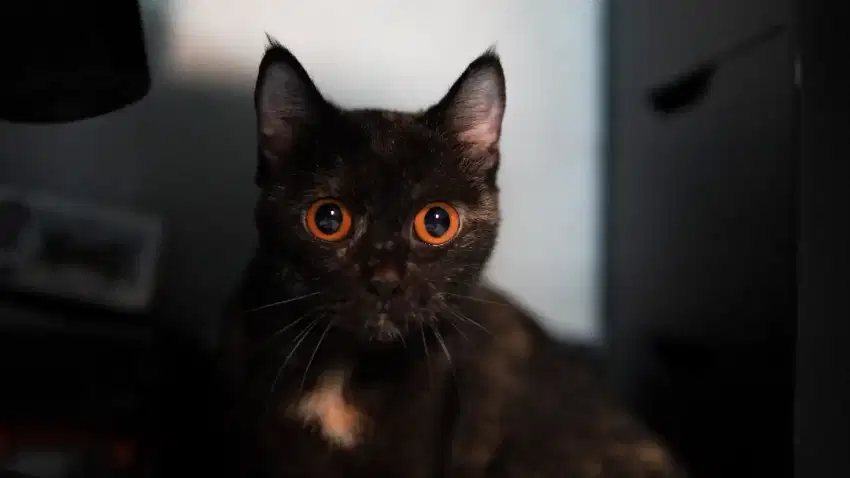 British Short Hair BSH betina black tortie