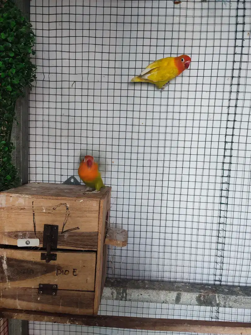 Lovebird pasjo x paskun siap ternak