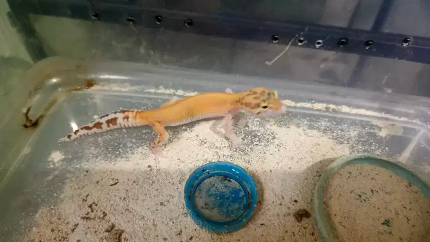 Dijual leopard gecko male