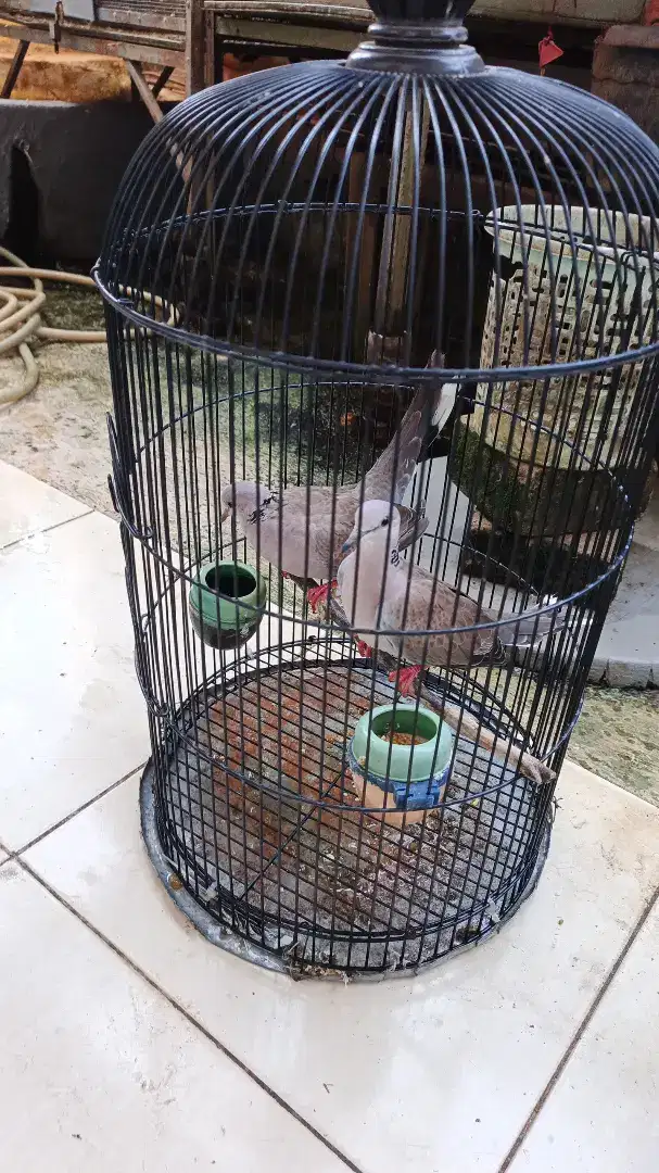 Dijual burung silangan terkukur vs brenggola puter sepasang rp 250 rb.