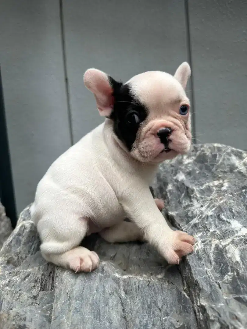 PUPPY FRENCHIE FEMALE 1