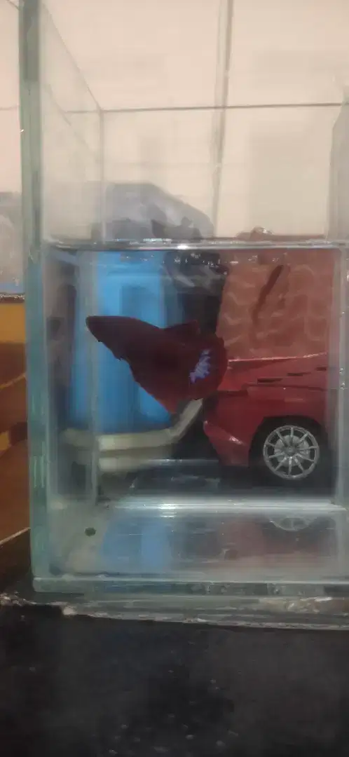 Ikan Cupang Hias Promo
