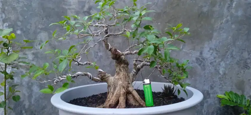 Bonsai beringin kimeng /tanaman hias