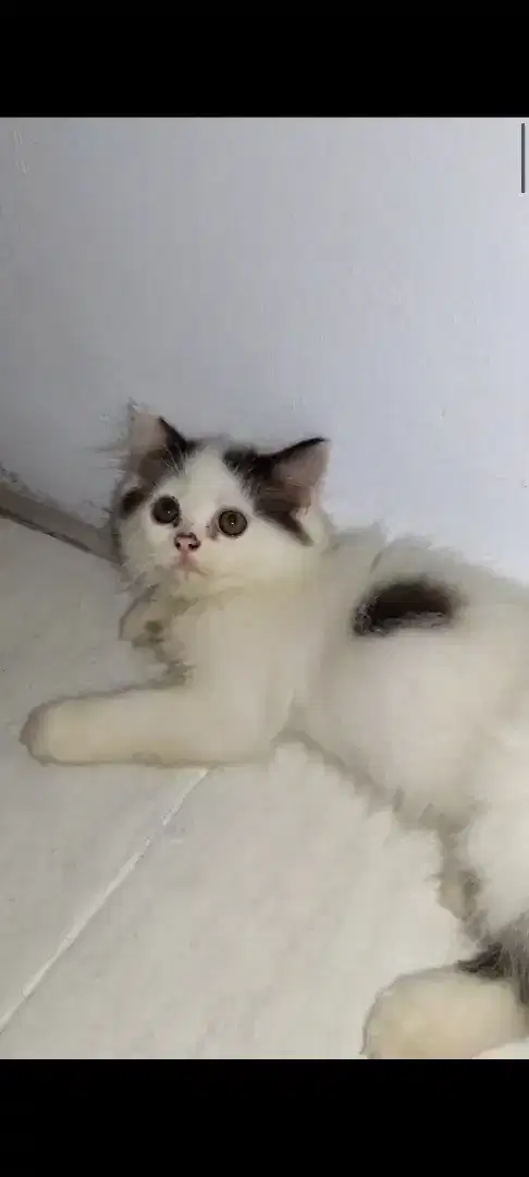Kitten Persia Medium usia 3 Bulan