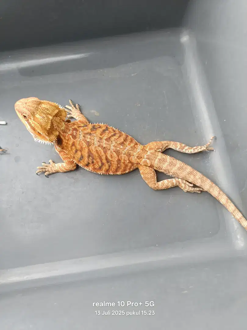 Bearded dragon Super Red