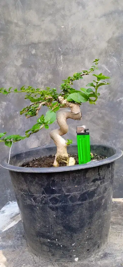 Bonsai Sancang/tanaman hias
