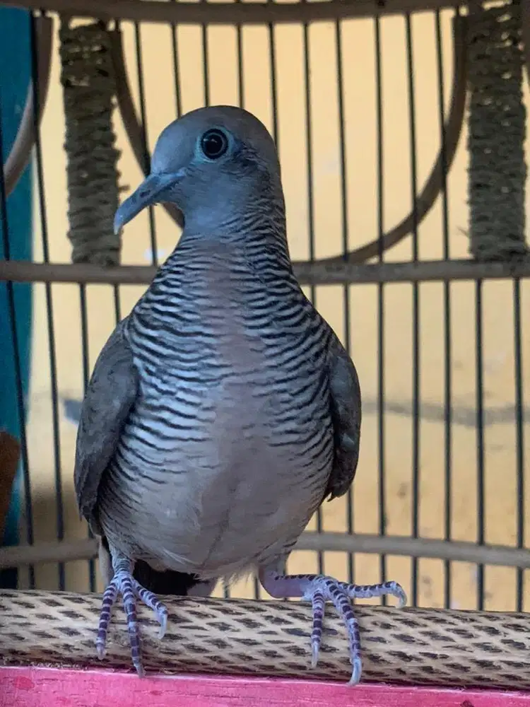 Perkutut Kalung Kemben Lokal Alam