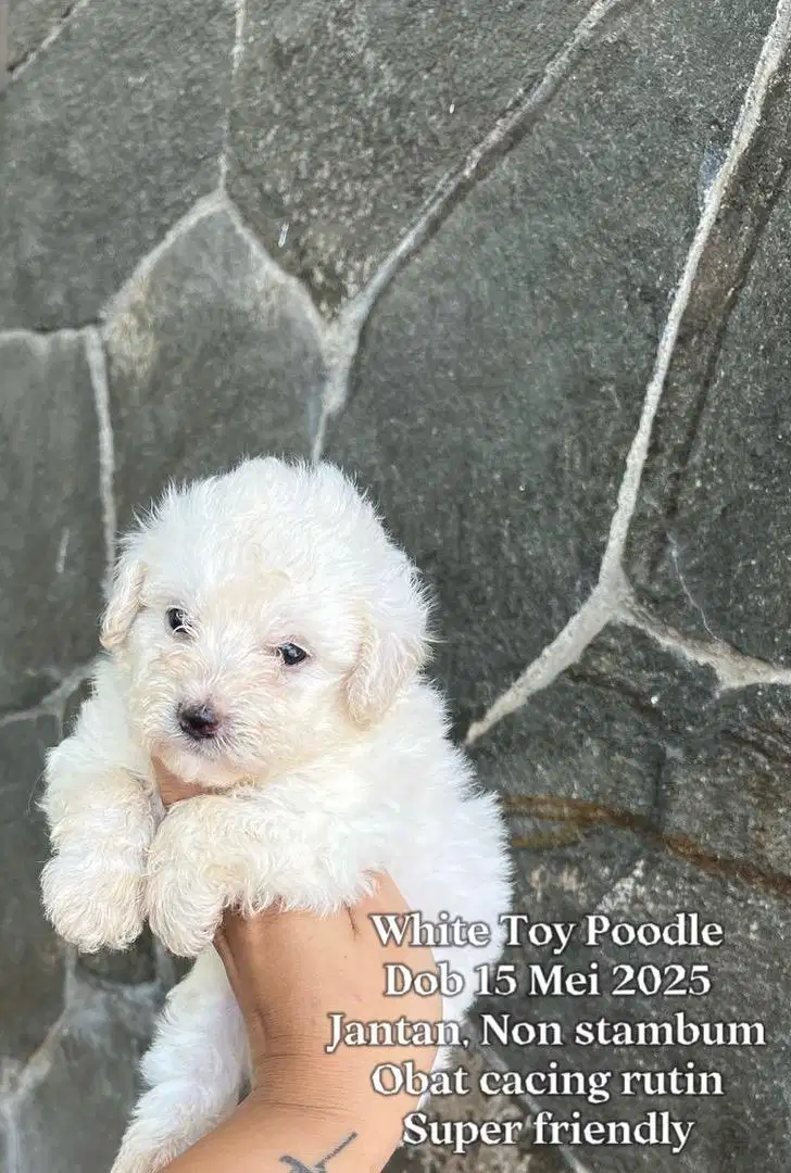 White Toy Poodle Murah (Jantan)