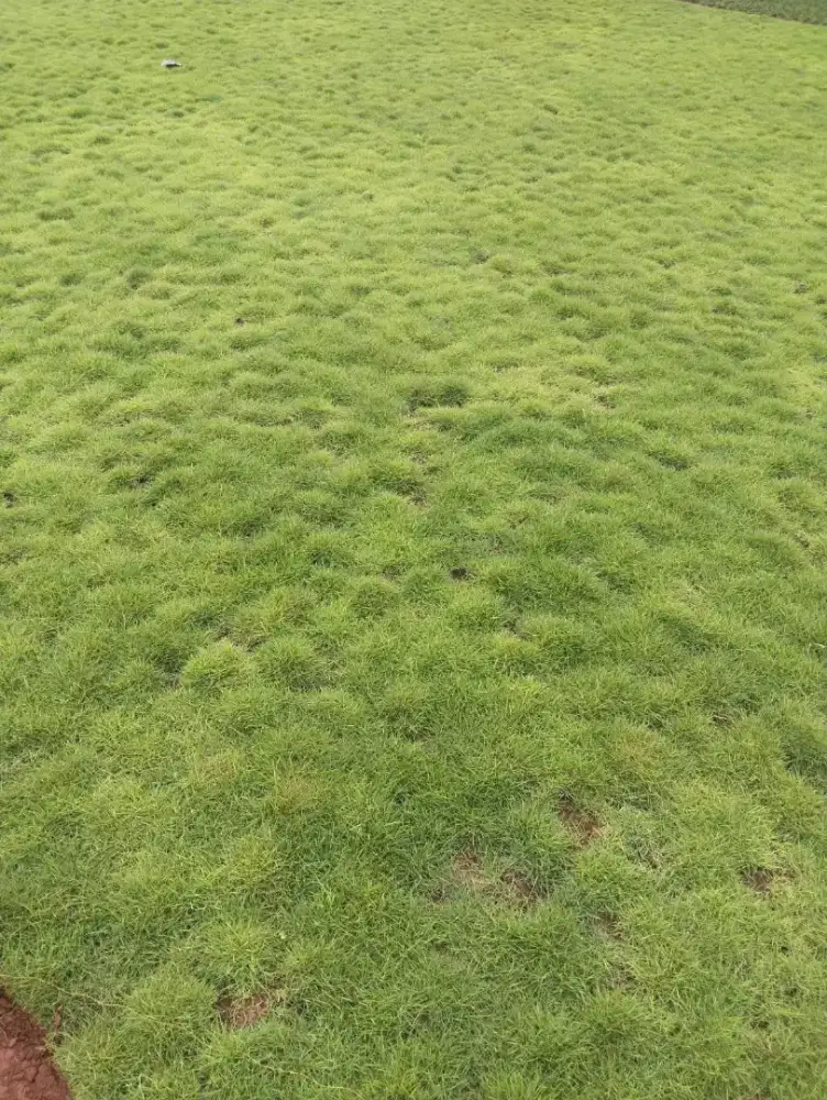 Jual rumput swiss 1x1 meter persegi