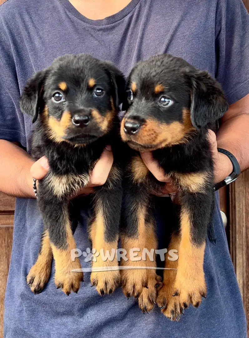 Rottweiler Puppy