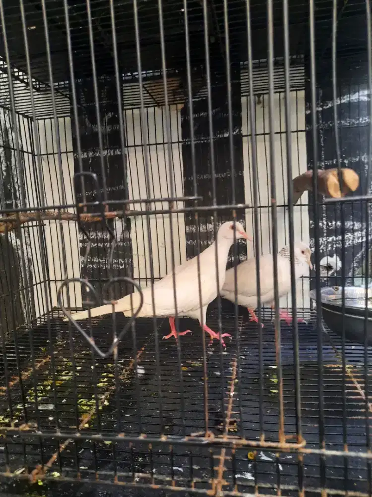 Tekukur Albino MM jantan dan Creamino MM betina sepasang..